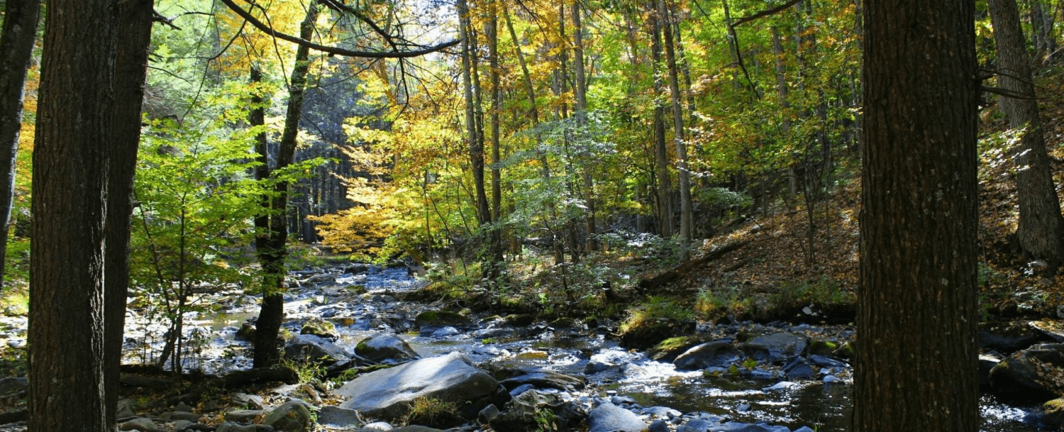 A serene forest scene with a stream flowing among colorful autumn trees.