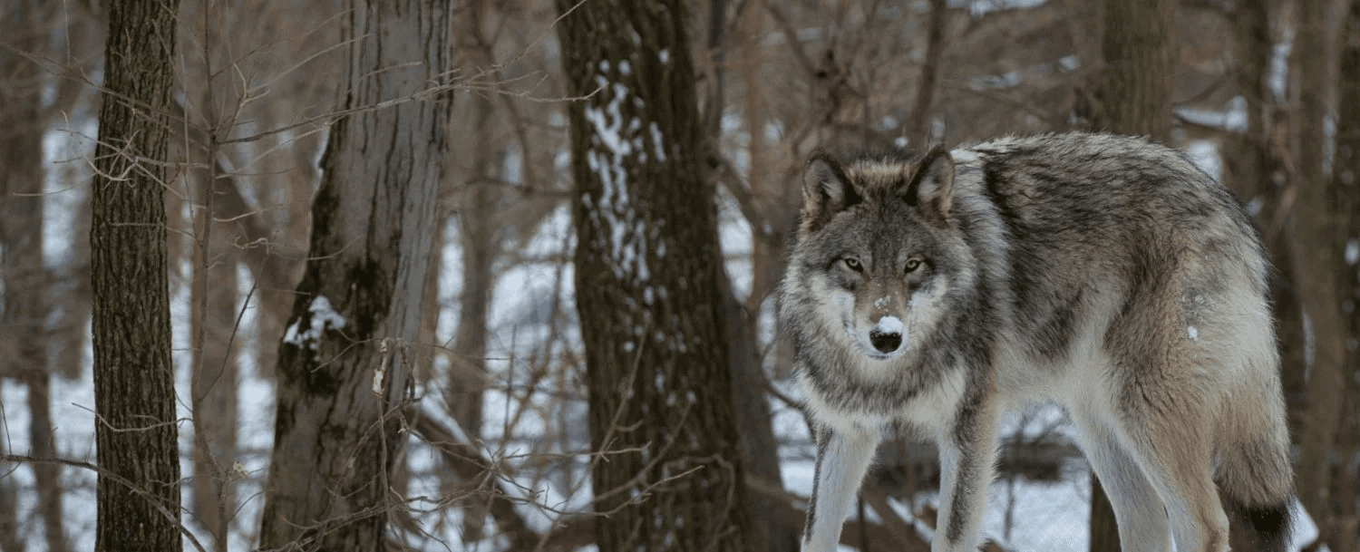 A wolf stands alert among trees in a snowy landscape. A wolf stands alert among trees in a snowy landscape.