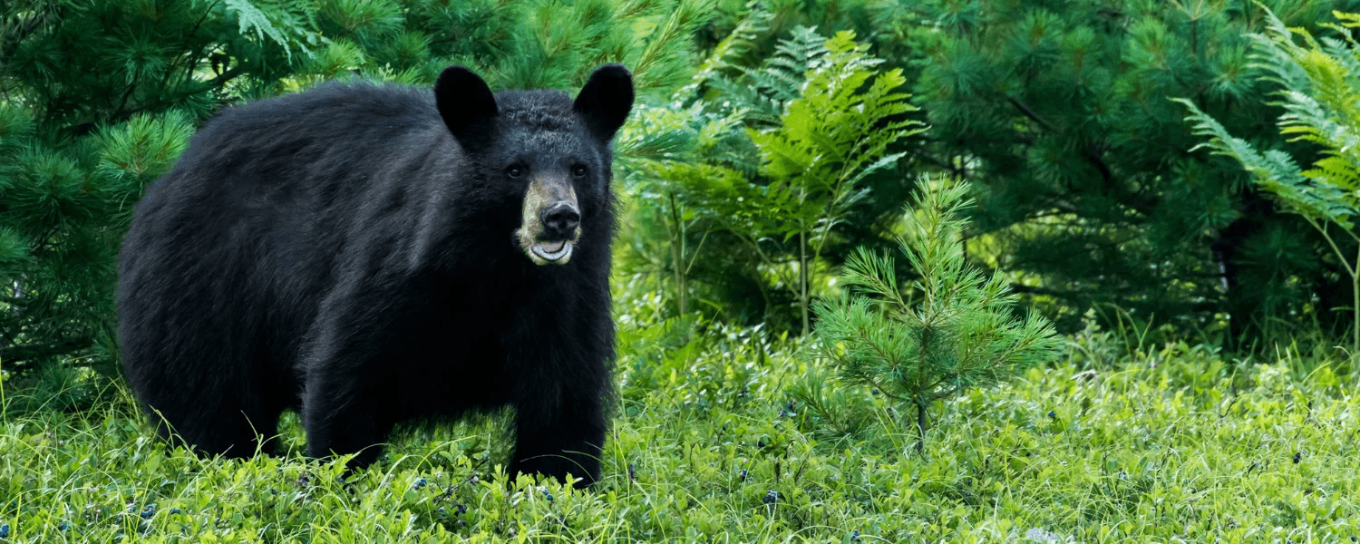 A black bear stands amidst lush green foliage. A black bear stands amidst lush green foliage.