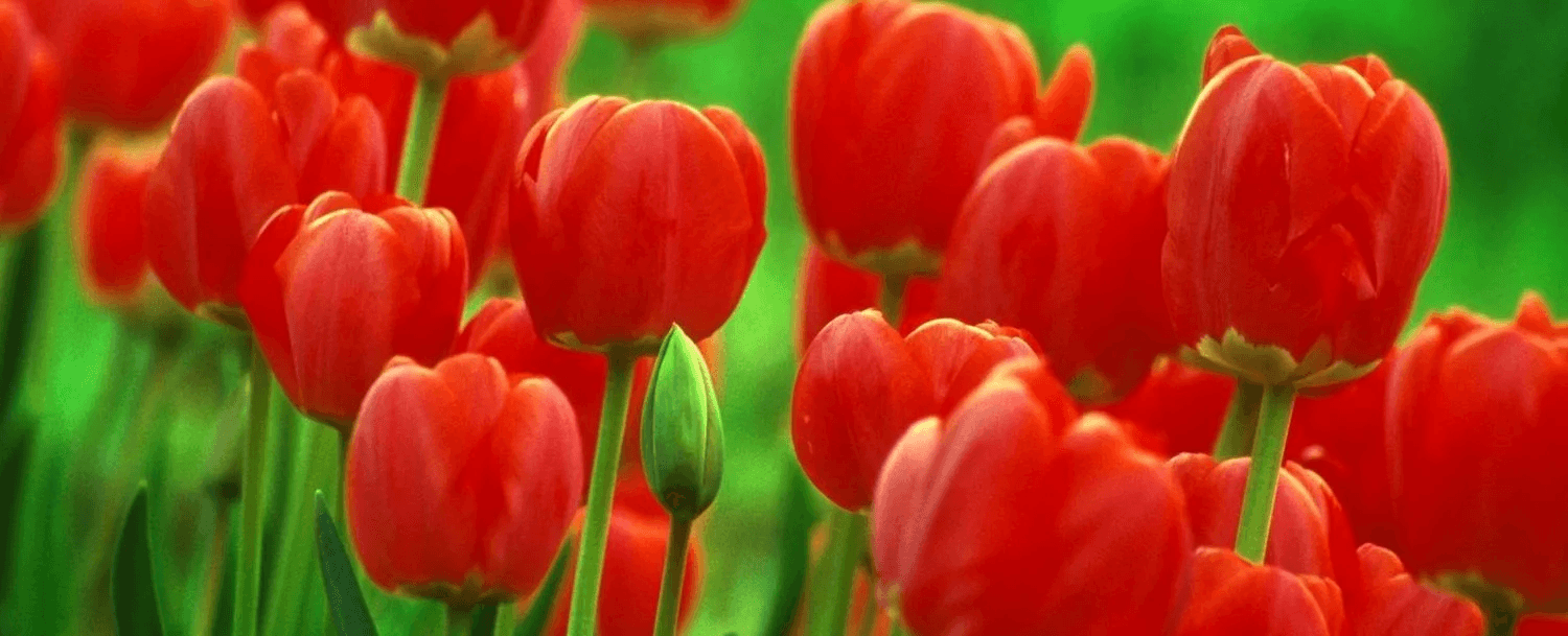 A close-up of vibrant red tulips in a green field. A close-up of vibrant red tulips in a green field.