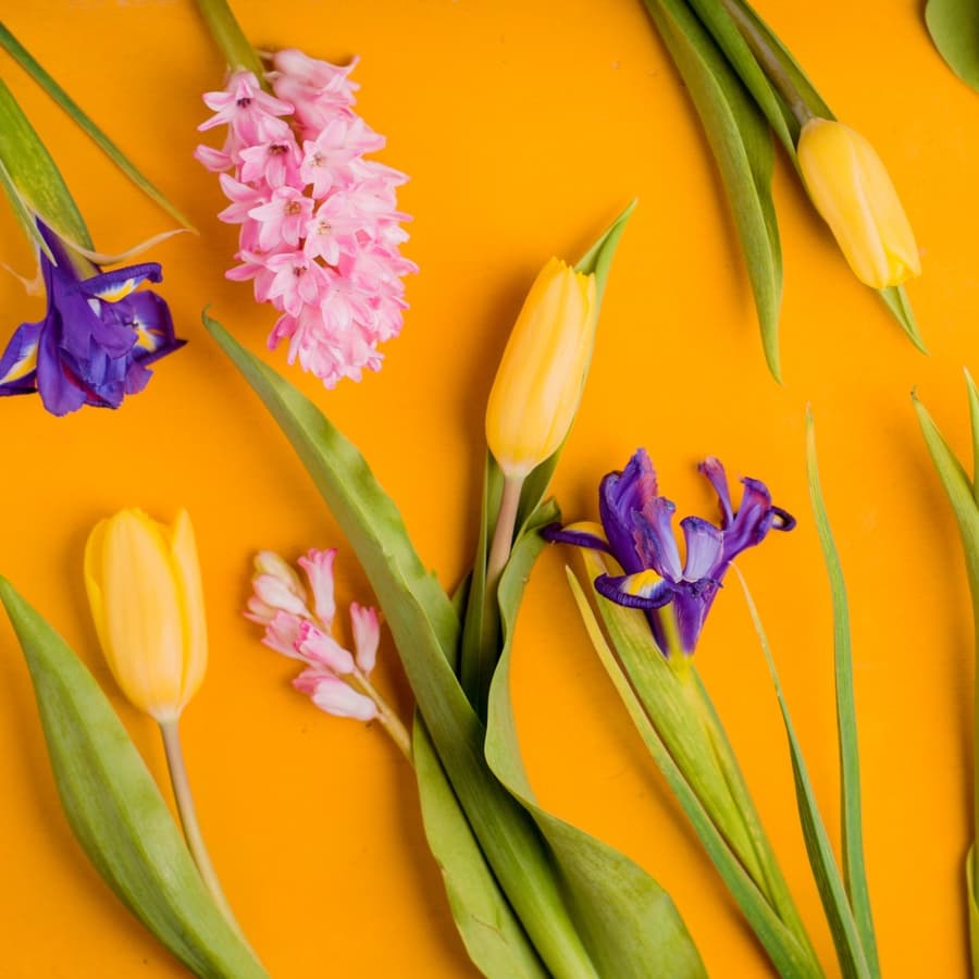 A vibrant arrangement of colorful flowers on a bright orange background.