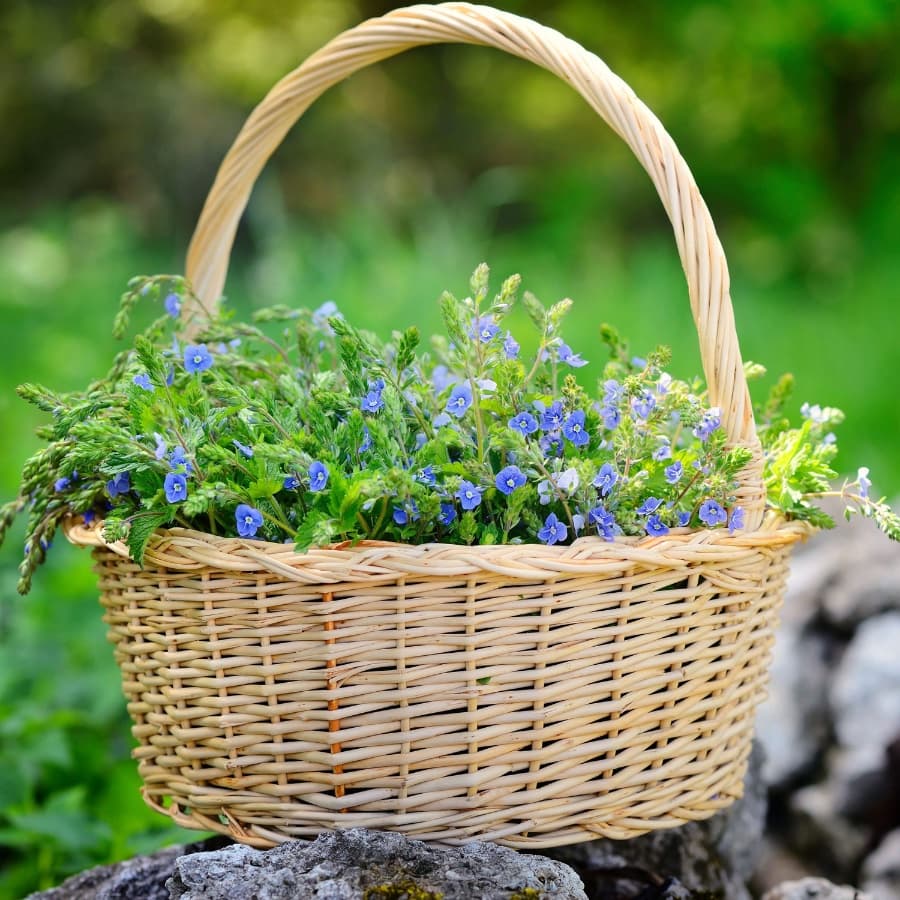 A wicker basket filled with small blue flowers sits on a rocky surface.