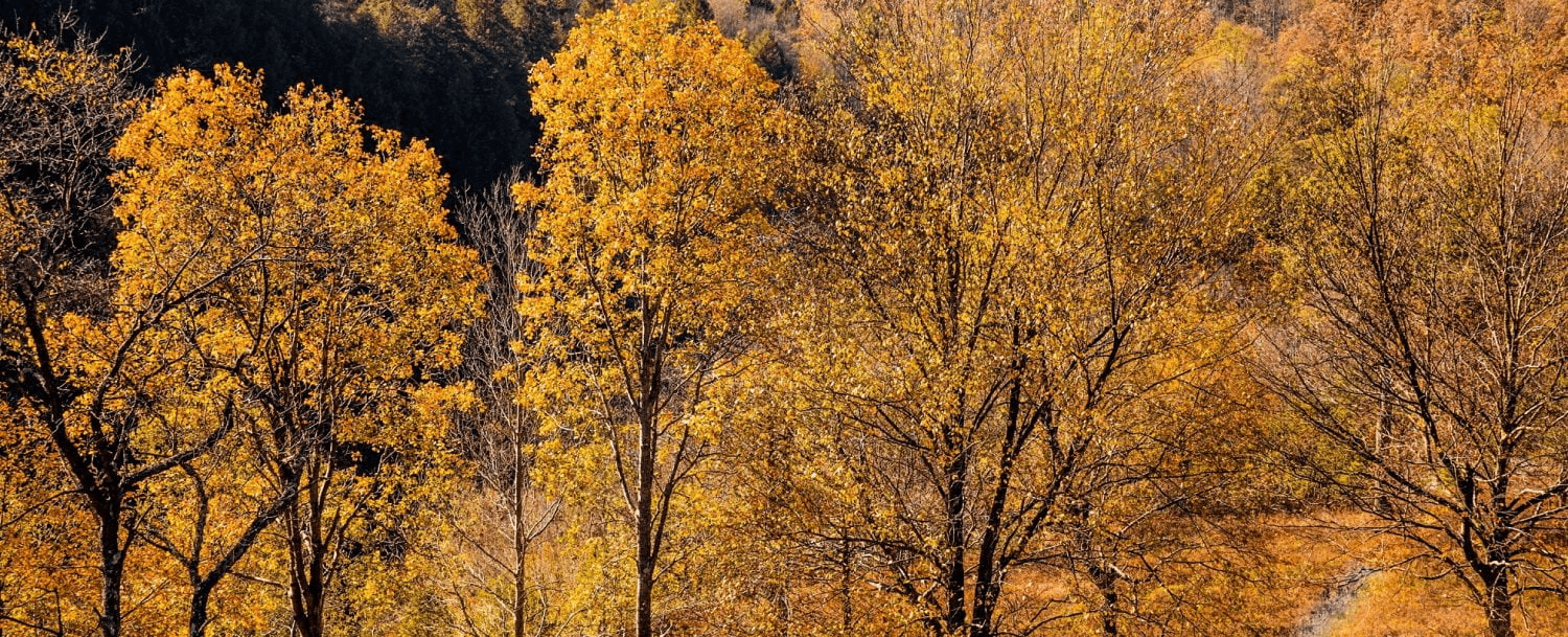 A scenic view of trees with vibrant autumn foliage.