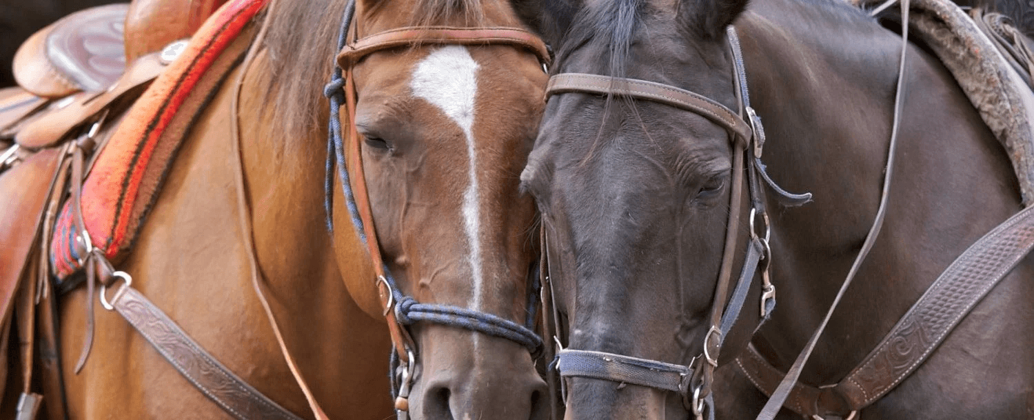 Horseback riding