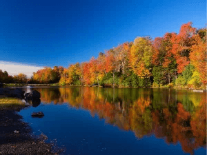 Fall foliage
